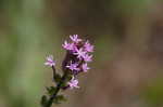 Procession flower